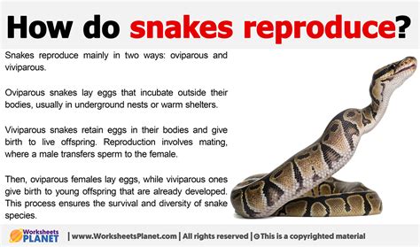 do snake lay eggs|Understanding Snake Reproduction .